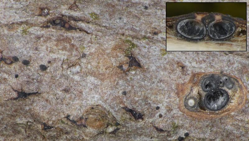 macrostoma