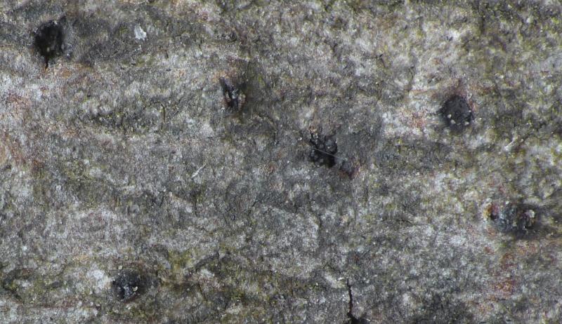 macrostoma