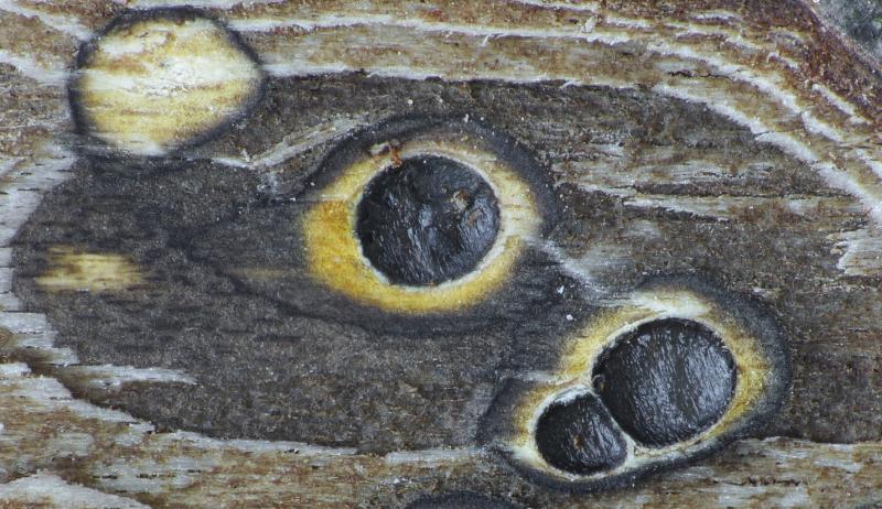 macrostoma