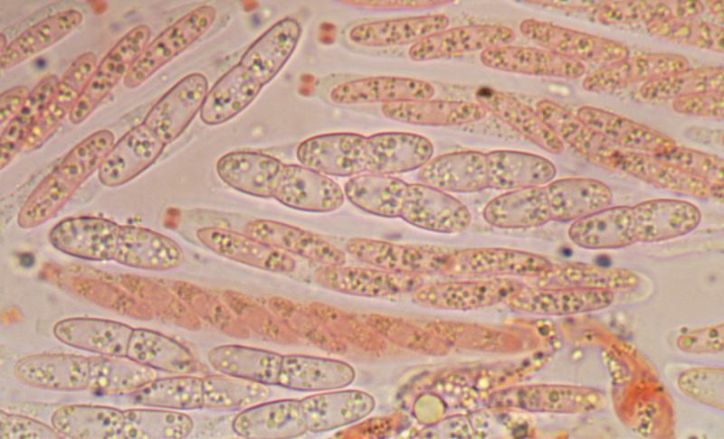 macrostoma