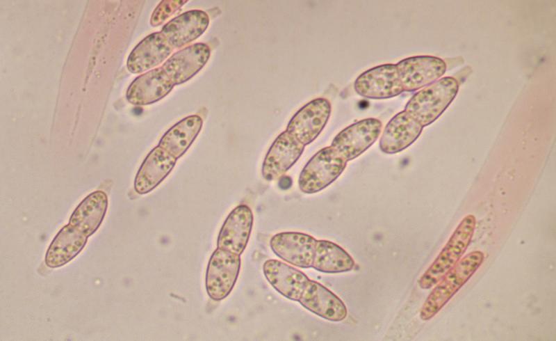 macrostoma