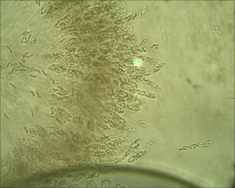 macrostoma
