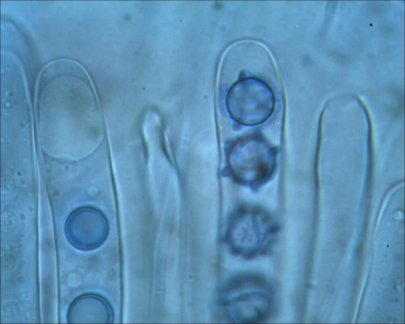 macrostoma