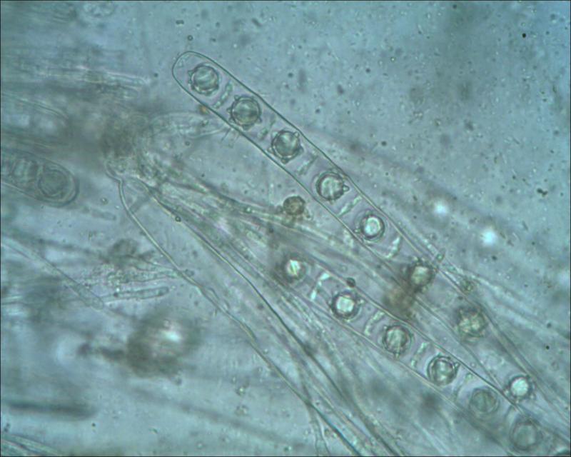macrostoma