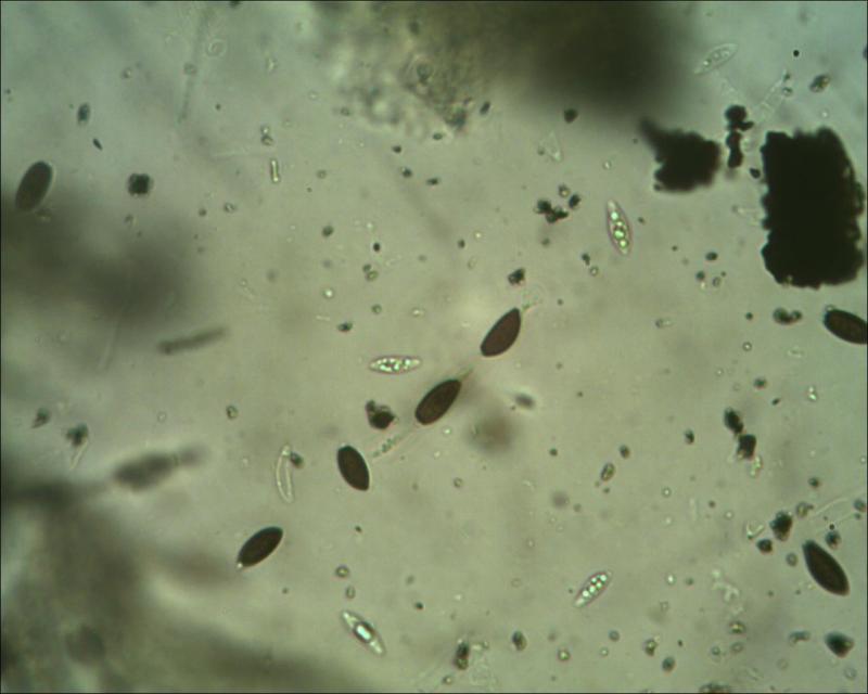 macrostoma