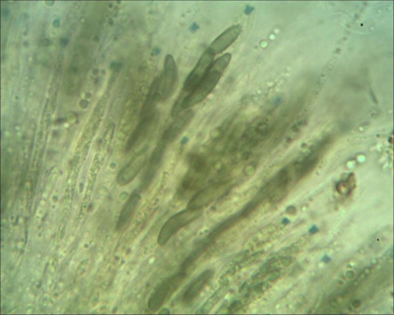 macrostoma