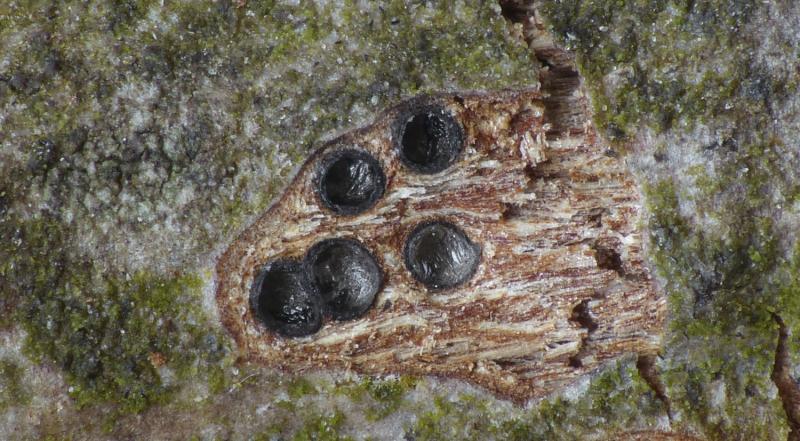 macrostoma