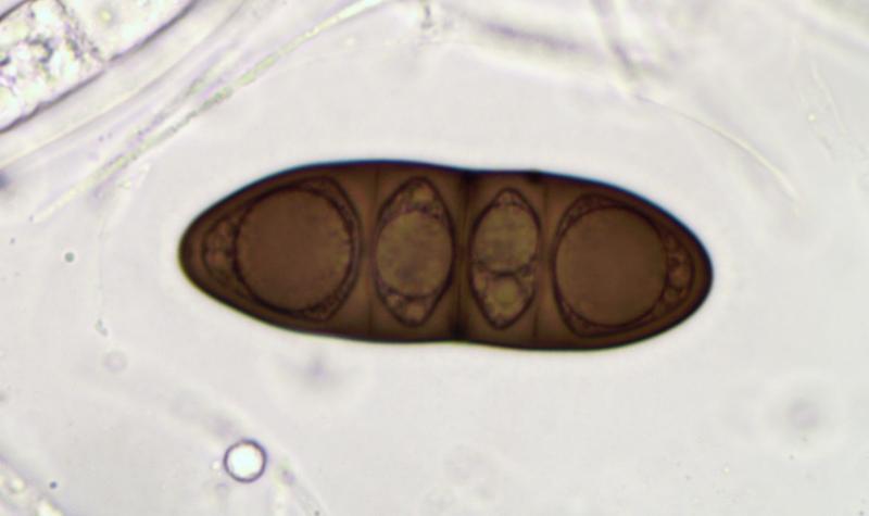 macrostoma