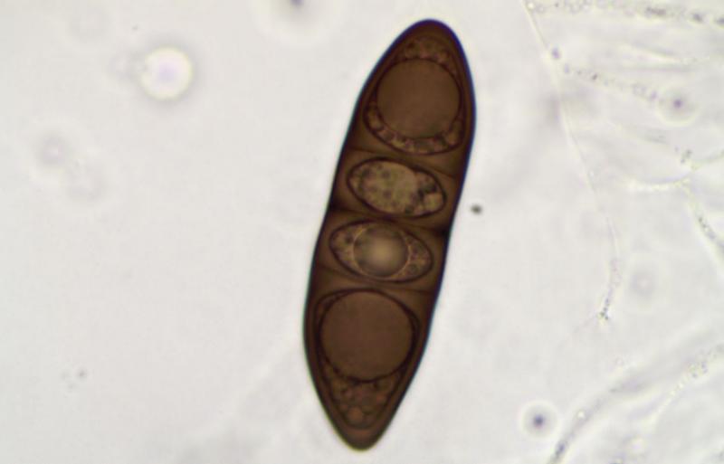 macrostoma