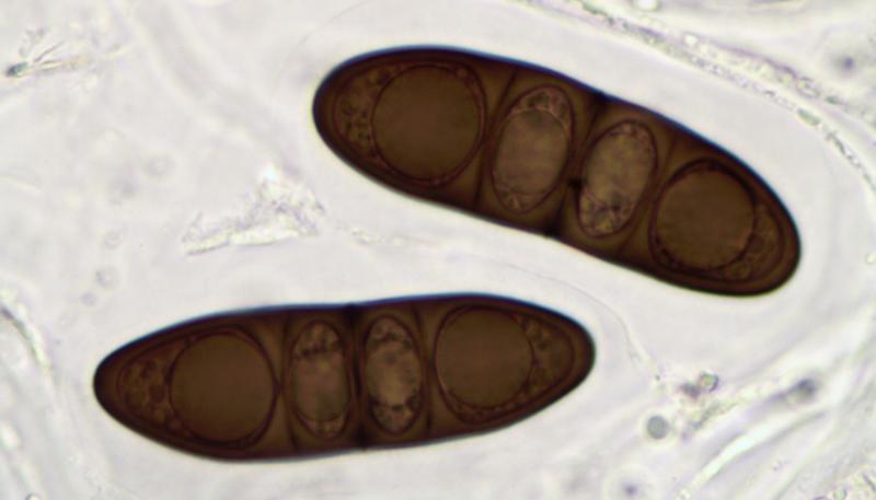 macrostoma