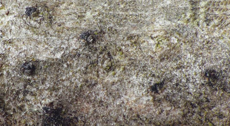 macrostoma
