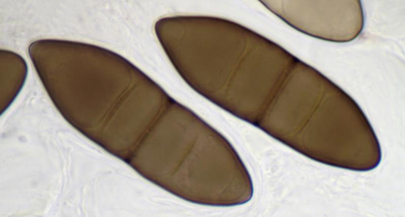 macrostoma