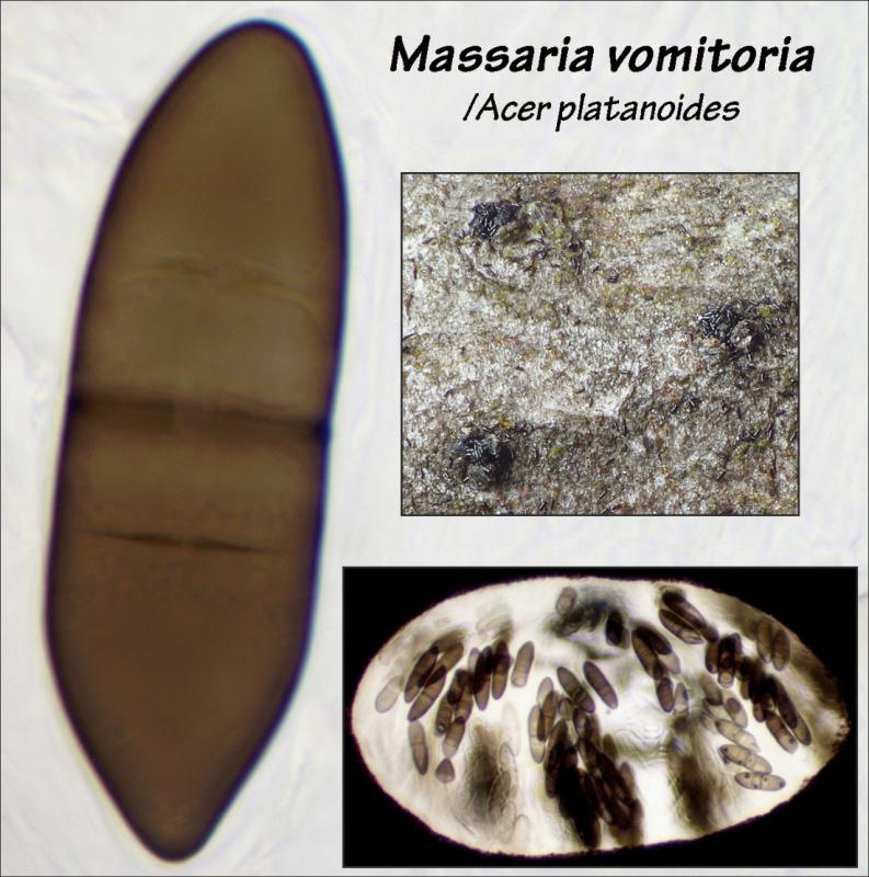macrostoma