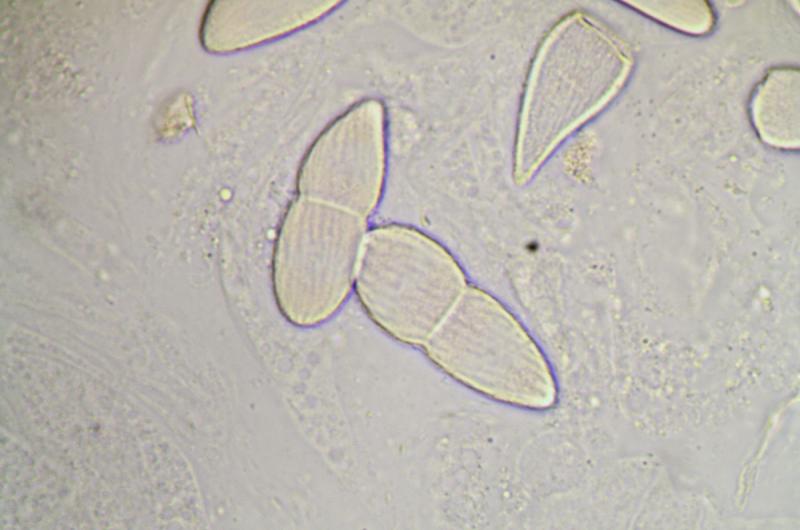 macrostoma