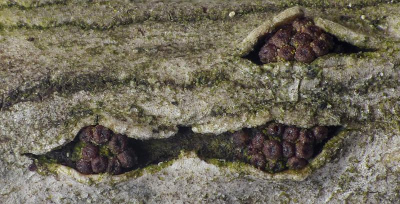 macrostoma