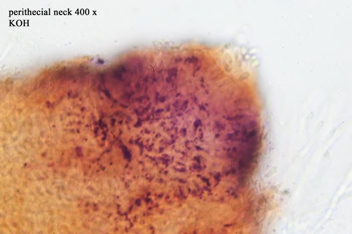 macrostoma