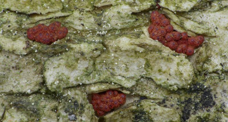 macrostoma