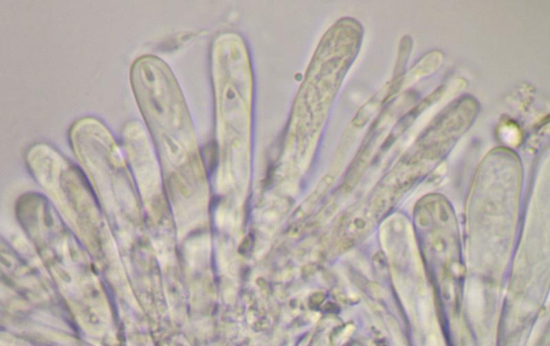 macrostoma