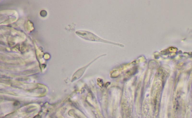 macrostoma