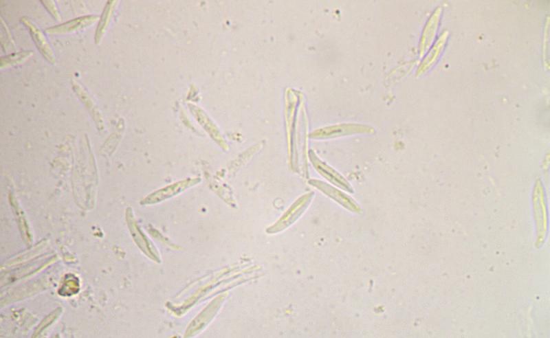 macrostoma