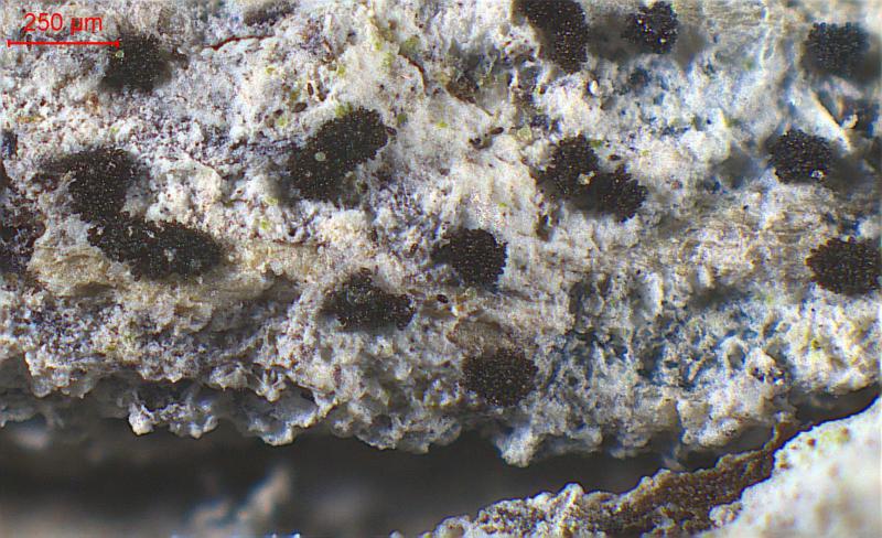 macrostoma