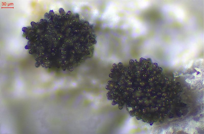 macrostoma