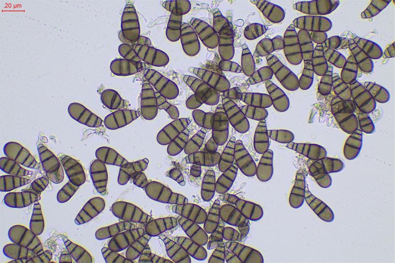 macrostoma