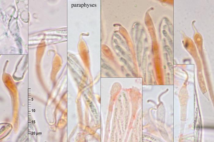 macrostoma