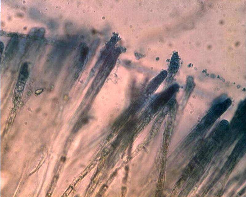 macrostoma