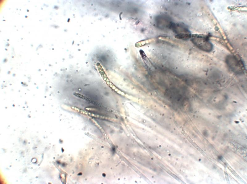 macrostoma