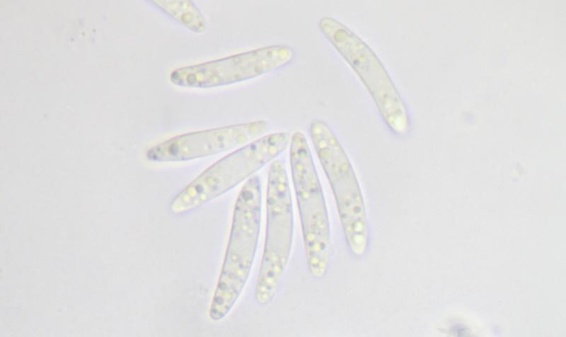 macrostoma