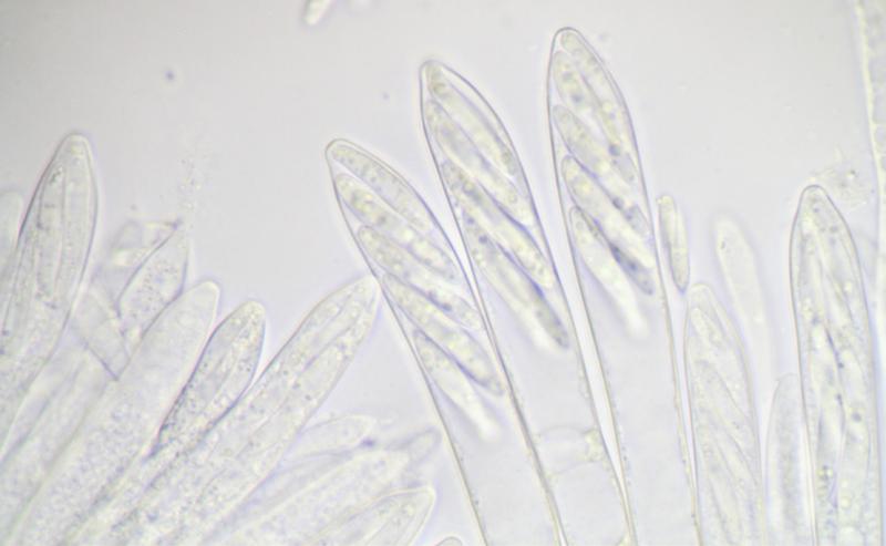 macrostoma
