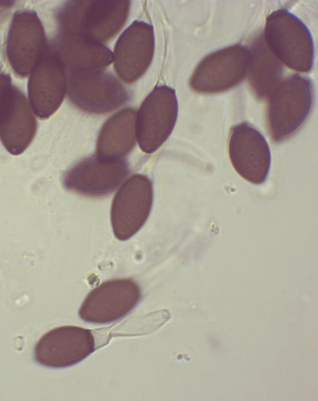 macrostoma