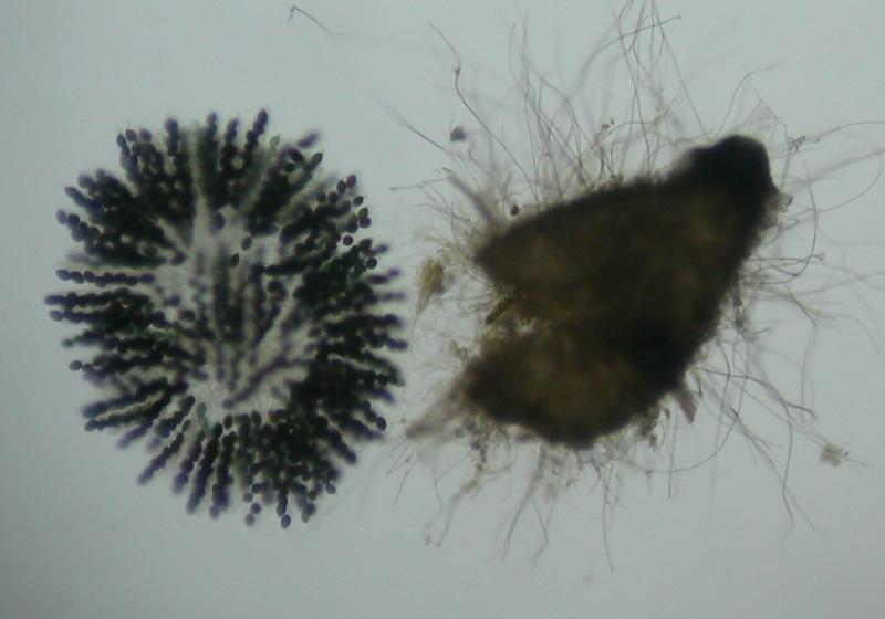 macrostoma