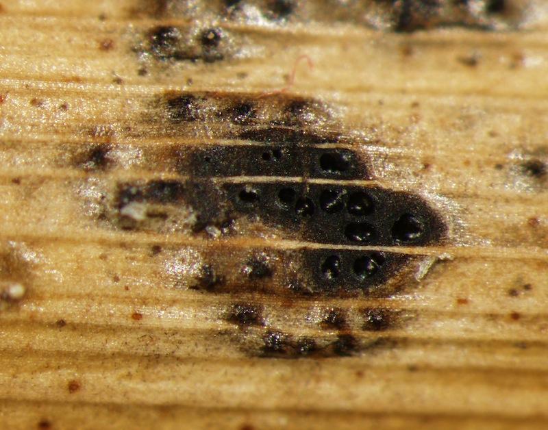 macrostoma