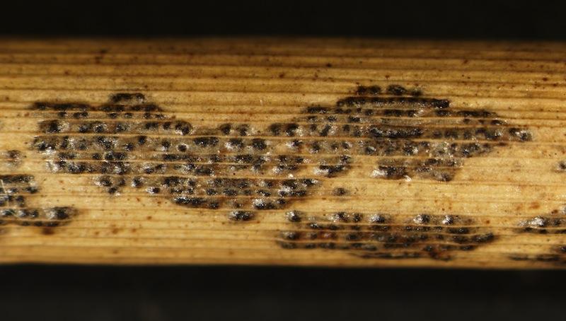 macrostoma
