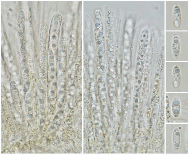 macrostoma