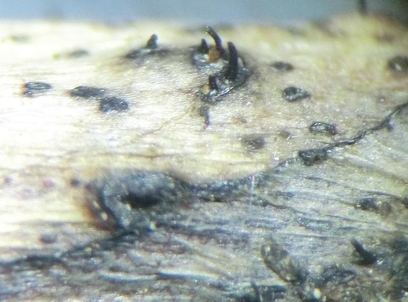 macrostoma