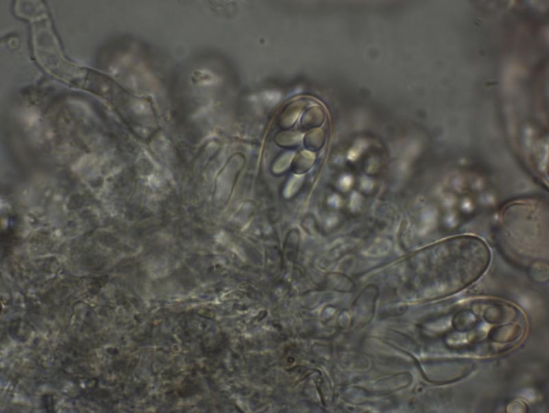 macrostoma