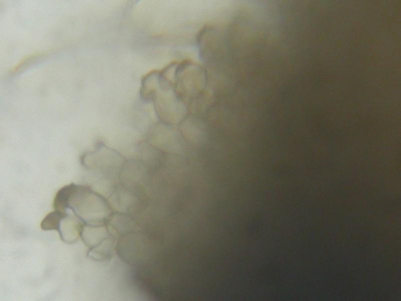 macrostoma