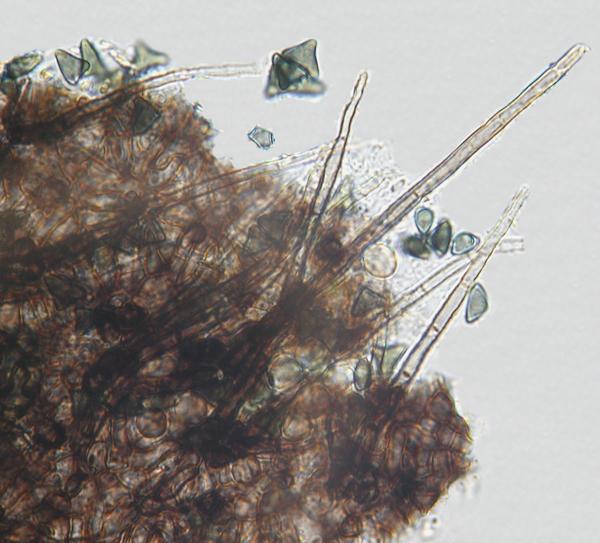 macrostoma