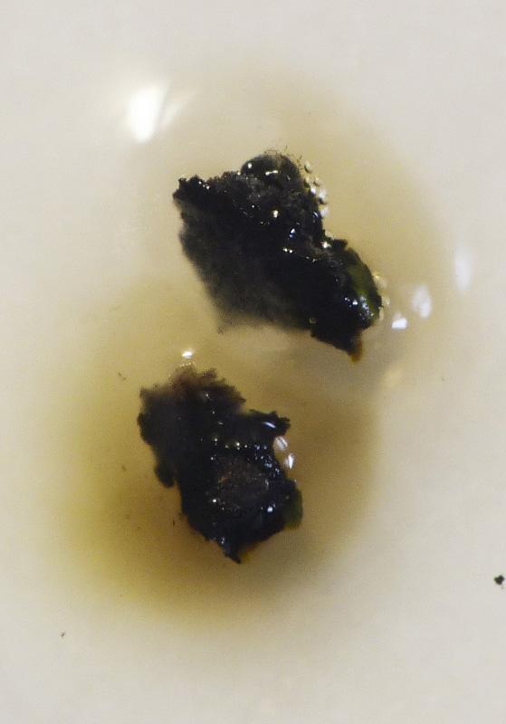 macrostoma