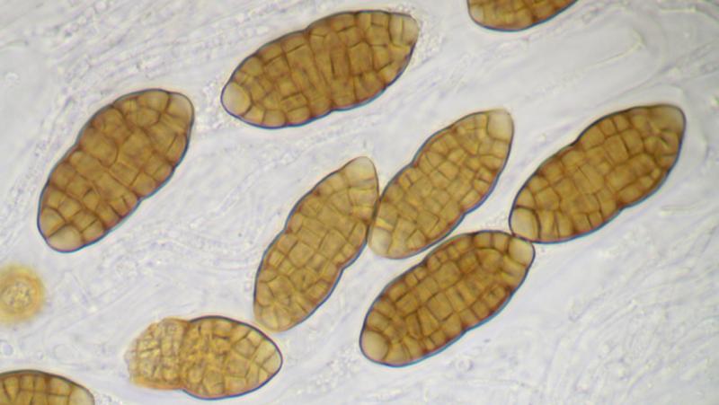 macrostoma