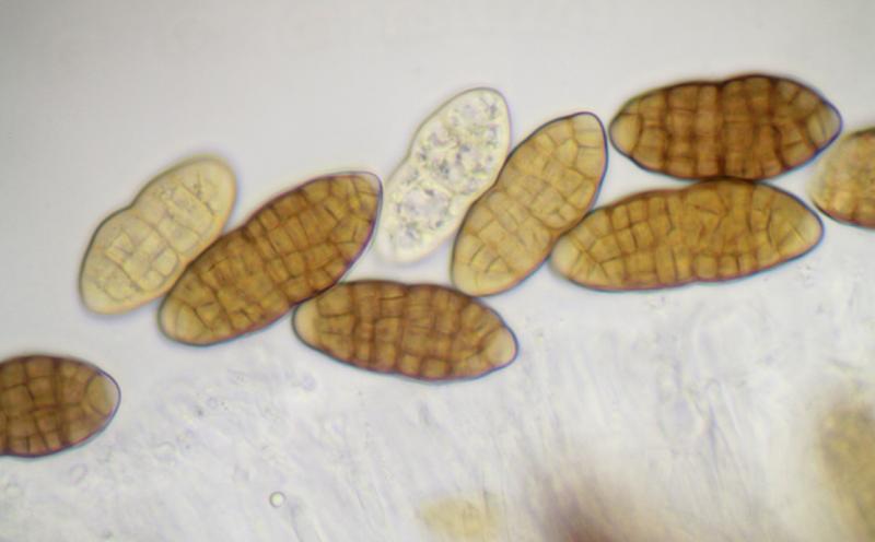 macrostoma