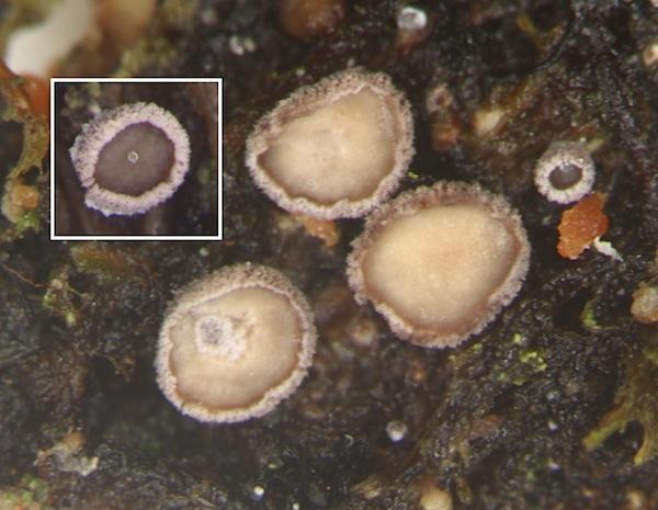 macrostoma