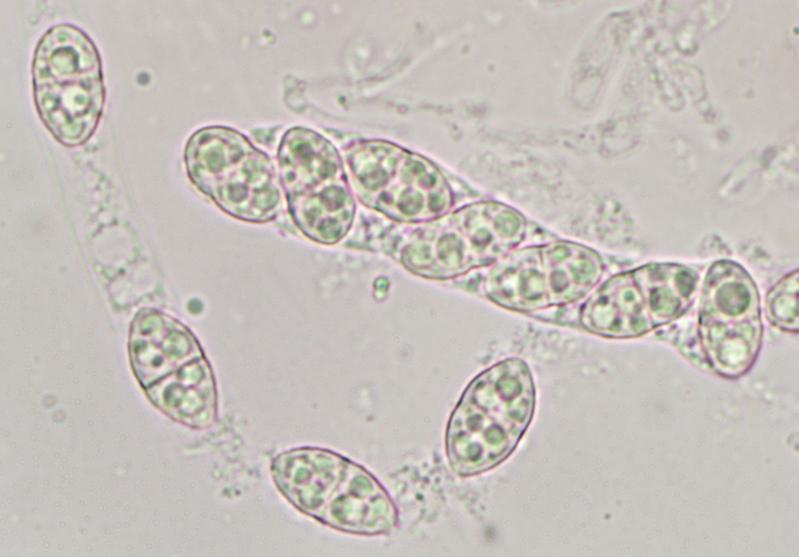 macrostoma