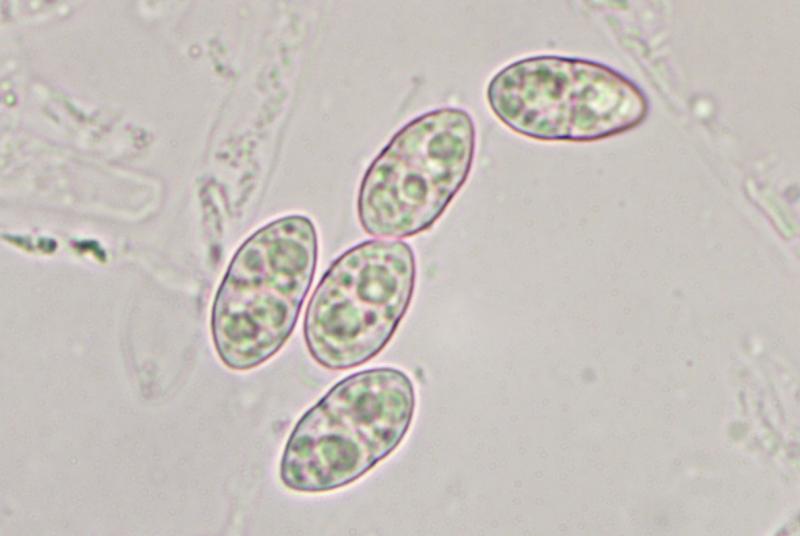 macrostoma