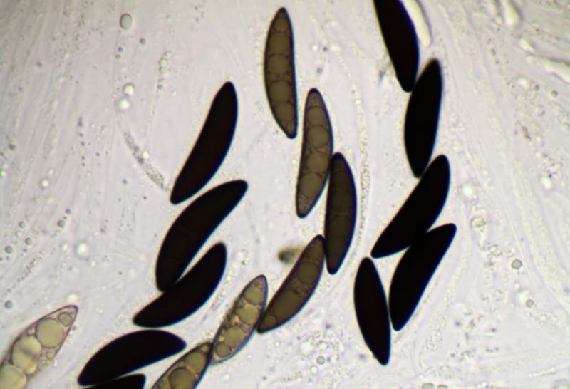 macrostoma