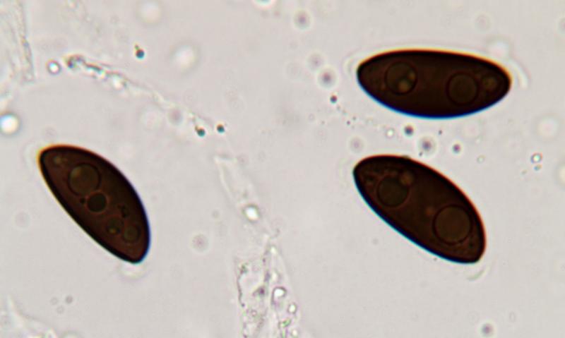 macrostoma