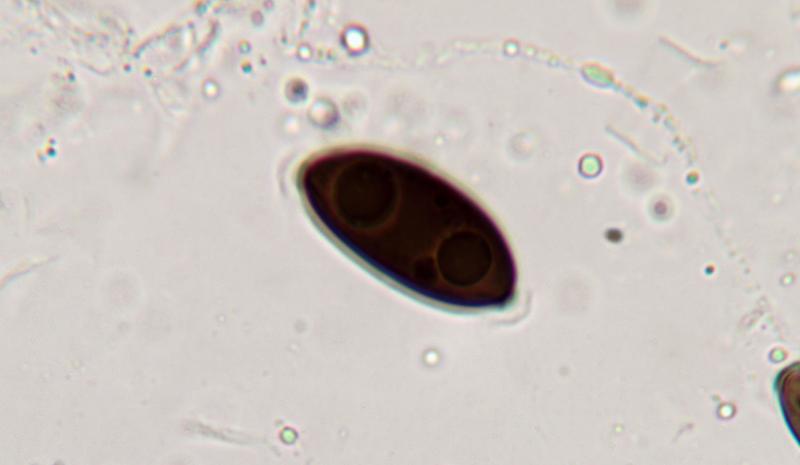macrostoma